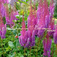 Астильба китайская Пурпуркерце Астильба китайская Пурпуркерце